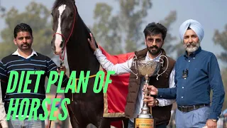Punjab ~ Marwari Horse घोड़े क्या खाते हैं | Diet Plan Of Horses | Noorgarh Stud Farm | Sunny Gill