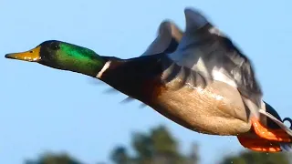 Mallard duck quack  / call sounds, flying, bathing