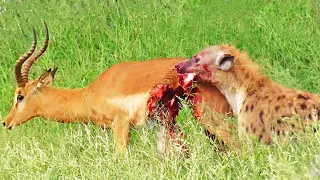 Half an Impala Tries Escaping Hyena