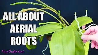 Orchid aerial roots - Why Orchids grow them, what to do about them