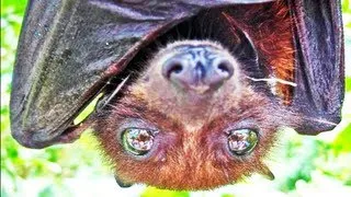 FRUIT BAT UP CLOSE