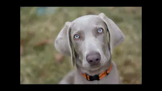 Weimaraners | A breed of Dog