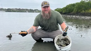 First Oyster Harvest of the Year! Harvest, Clean, Cook!