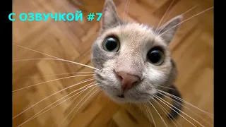 Я РЖАЛ ЦЕЛЫЙ ЧАС/СМЕШНЫЕ КОТЫ/ТЕСТ НА ПСИХИКУ/ ПОПРОБУЙ НЕ ЗАСМЕЯТЬСЯ/ЛУЧШИЕ ПРИКОЛЫ #7