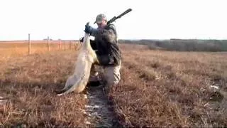 Coyote Hunting: Unlucky Coyote