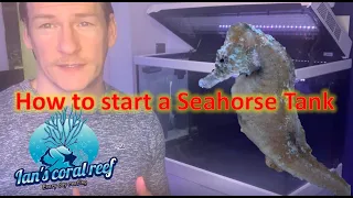 How to start a seahorse tank
