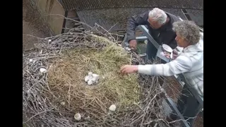 Loosdrecht, NL     HUMAN HELP!! Feeding a widowed stork.      2024.04.25.