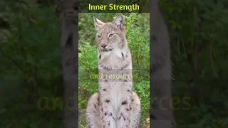 Unleash Your Inner Bobcat: Revealing the Powerful Spirit Animal!