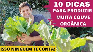 DEZ DICAS PARA PRODUZIR COUVE MANTEIGA ORGÂNICA MAIS RÁPIDO NA HORTA. DO PLANTIO A COLHEITA! (Ep48)