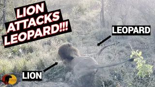 MALE LIONS ATTACK LEOPARD to Steal Warthog!