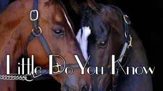 Little Do You Know || Equestrian Music Video ||