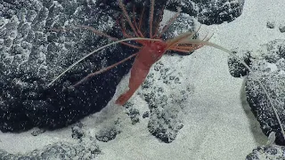 Super Cool Shrimp Sightings  | Nautilus Live