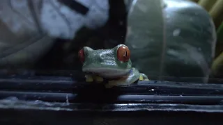 Красноглазая квакша agalychnis callidryas лягушка.