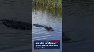 Crocodile Encounter in a Mangrove Forest!