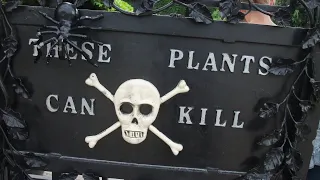 Some of the deadliest plants on the planet - on a tour of The Poison Garden at The Alnwick Garden UK