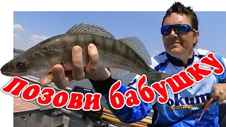 Судак На Дону. Сезон Открыл Отлично ▶ Fishing 2023 #Vovabeer