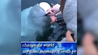 Beluga's final message