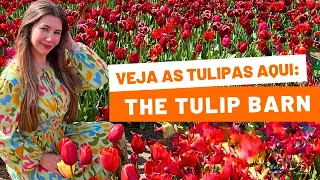 UM DOS MELHORES LUGARES PARA VER AS TULIPAS NA HOLANDA🌷🇳🇱