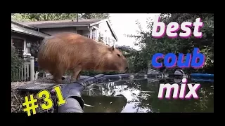 best coub mix #31