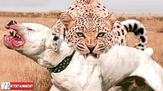 Tiger Vs Dog | Ruthless When Dogs Are Attacked By Tigers, Leopards ... | Animals Fight 2023