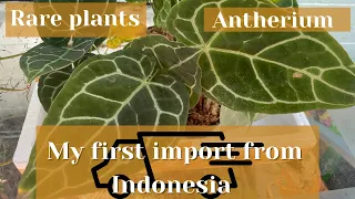 Unboxing Rare plants imported from Indonesia | Anthurium Crystallinum | Houseplant Haul