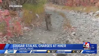 WATCH: ‘I just wanted to go on a run’: Cougar stalks, pounces at man in a Utah canyon