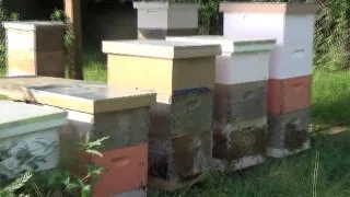 The girls have really been bringing in the groceries.