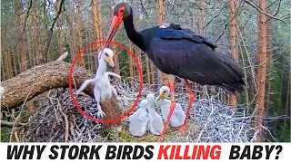 DON'T WATCH ! Why Storks killed Their babies? A Closer Look! stork- Bird- Birds