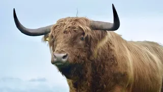 THE MONSTER OF A HIGHLAND BULL HAS ARRIVED