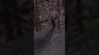 Wild Hen Turkey Yelp 🦃