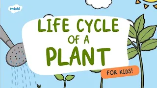 Life Cycle of a Plant for Kids! | Learn Parts of a Plant 🌱 | Twinkl USA