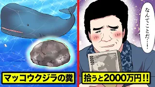 マッコウクジラの糞ハンターとは…海辺で見つけたら2000万円！【マンガ動画】