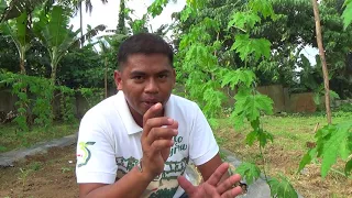 Guide in growing Bittergourd / Ampalaya. Kumikitang kabuhayan.