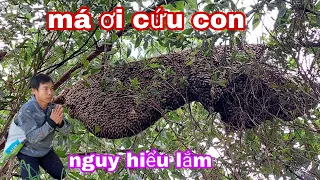 #744. Nguy Hiểu HÃI HÙNG Hốt 3 Tổ Ong Bầu Mật Khổng Lồ. Catching 3 Terror Beehives HUGE Gourd Gourd