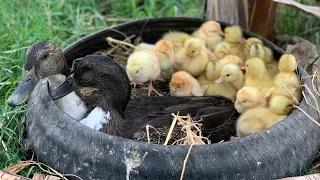 WOW Amazing Pekin 45 Yellow and Black Duckling Hatching From Eggs _ Cute Cute Baby Duck Born