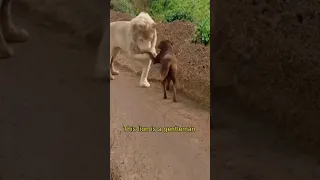 Funniest Animal Video In The Internet 😆😅😂