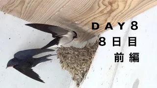 ツバメが巣作り始めた密着24時8日目・前編/Swallows build their nest DAY8 #1/夫婦交代で深くなっていく巣とカメラと大家との溝。