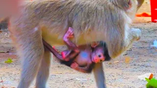 Lovely tiny baby monkey really trying hard to hug mom and needs more milk | Animal Wildature