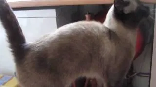 Кіт Сьома просить їсти