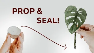 PROPAGATE AND SEAL! — Propping Monstera adonsonii and sealing with candle wax!