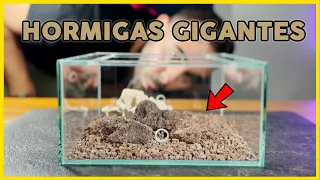 Diseño el mejor SET UP para mis HORMIGAS GIGANTES🤯 | Camponotus Americanus