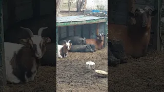 Поели, можно и поспать. #animals #shortvideo #камерунскиекозы #goat