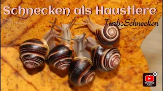 Schnecken als Haustiere? So geht's einfach! #Haustiere #TurboSchnecken