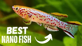 Best Nano Fish For Your Aquarium