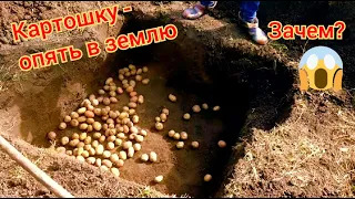 Огород: только выкопали картошку и опять закапываем. Бурт: как сохранить картошку /Живу в деревне