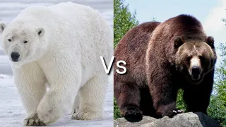 Белый медведь против Гризли! КТО ПОБЕЖДАЕТ?