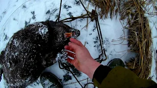 Охота на бобра сезон 19/20.  Второй крупный бобр за сутки! проверка капканов и петель.