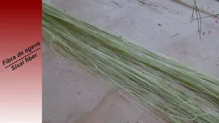 Como obtener fibra de agave - How to get Sisal fiber