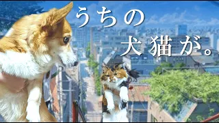 【犬猫アテレコ】コーギーと猫の魂を入れ替えてみた