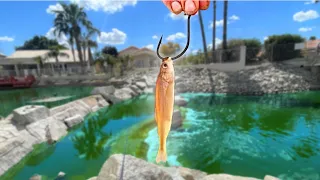 LIVE MINNOWS Catch EVERYTHING in the MAGIC POND! (Unexpected)